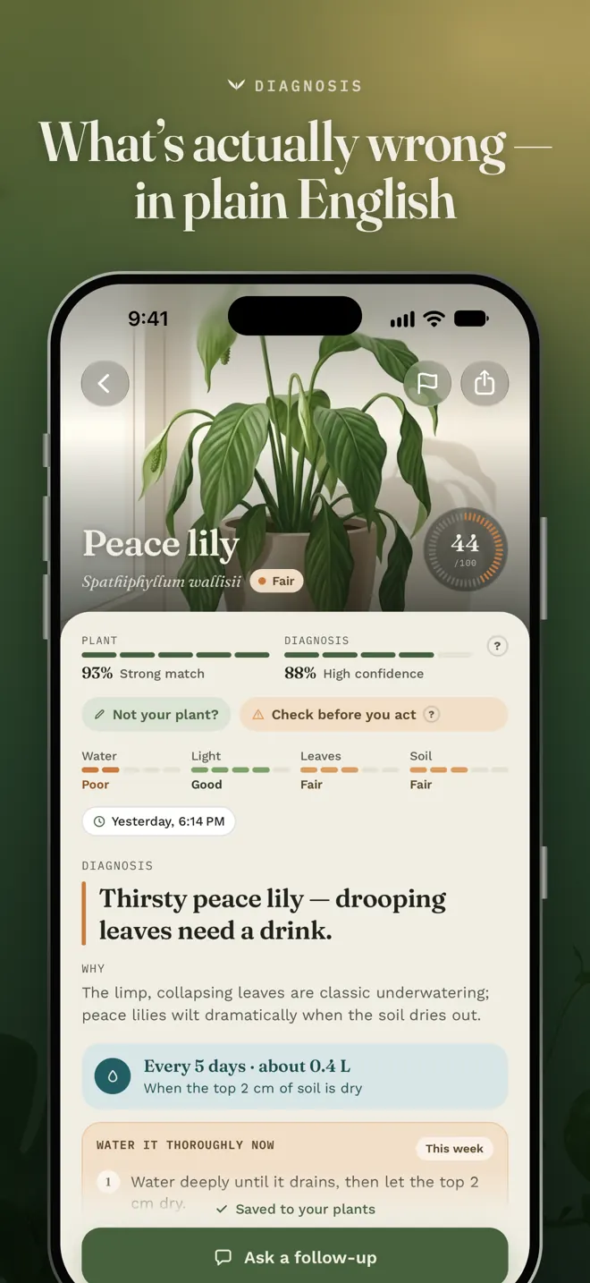 Plumula's diagnosis screen for a thirsty peace lily, with the cause and a care plan